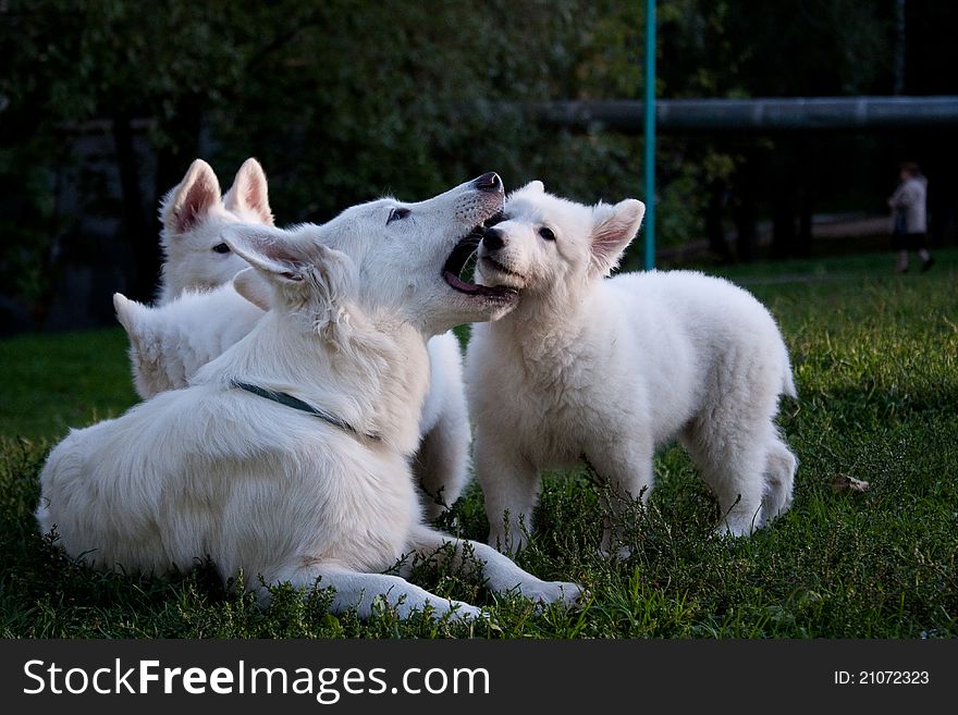 Puppies of a white Swiss sheep-dog with the mum. Puppies of a white Swiss sheep-dog with the mum