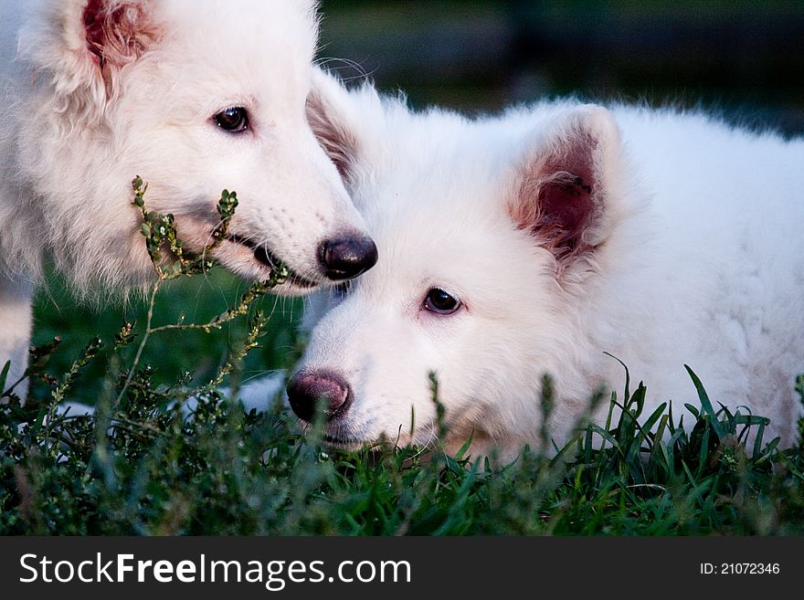 White Swiss sheep-dog_6