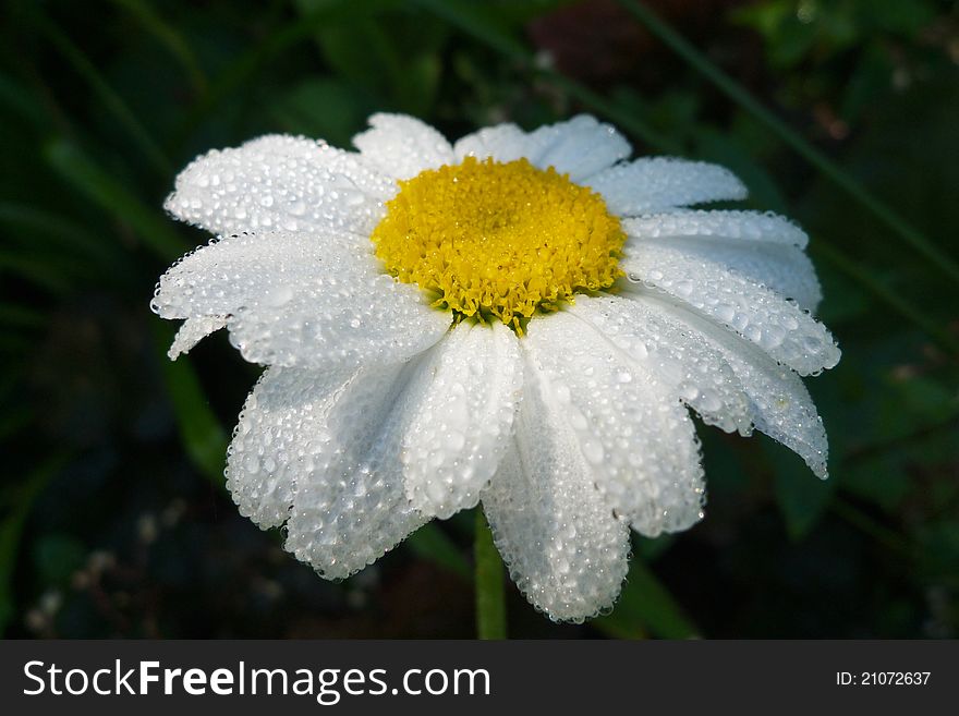 Bedewed white daisy on dark background