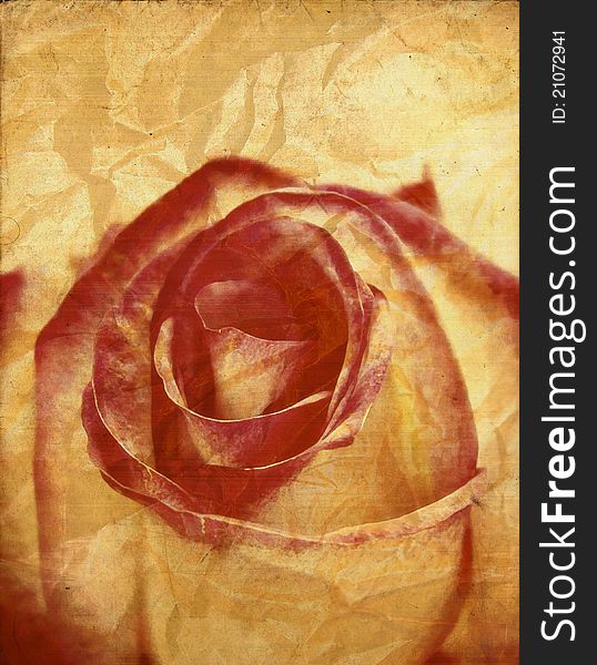 Textured rose on old paper grunge background