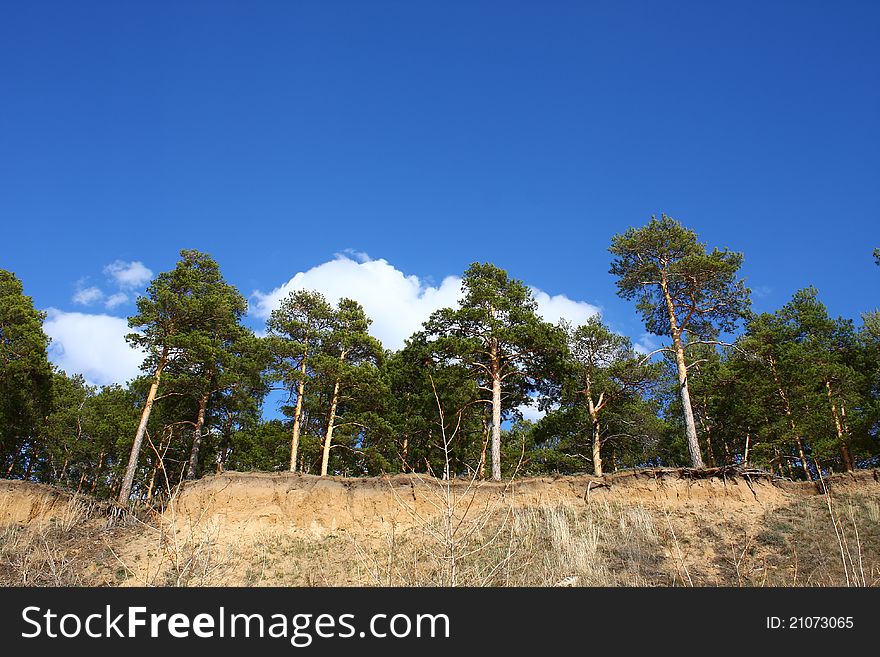 High thin green pine trees on a steep sandy slope on a summer day. High thin green pine trees on a steep sandy slope on a summer day