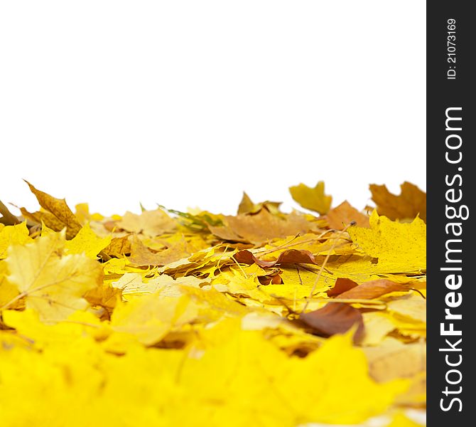 Autumn maple leaves isolated on a white. Autumn maple leaves isolated on a white.