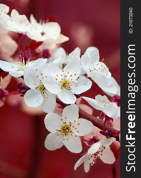 Branch of cherry flowers on red background