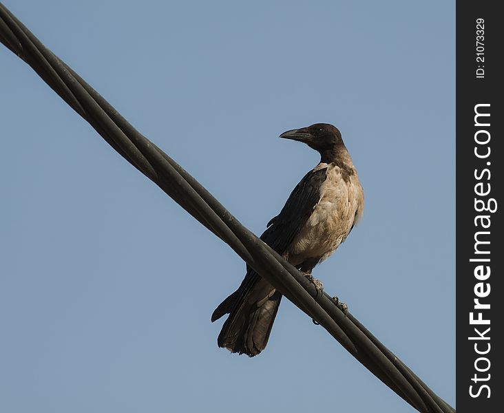 Hooded Crow (Corvus cornix) on a rib