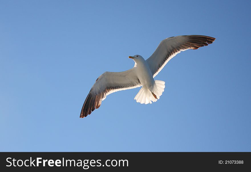 Seagull flying in blue clear sky. Seagull flying in blue clear sky