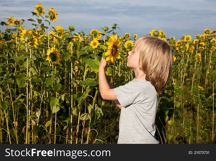 A small boy smelling sunflower, in a field of sunflowers