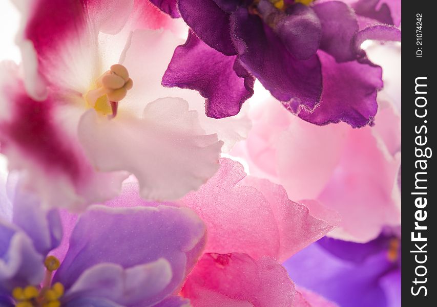 Background With Pink Violets