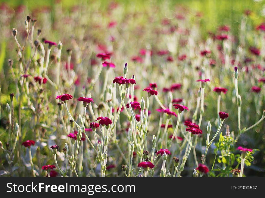 Pink Dianthus in the flowerbed