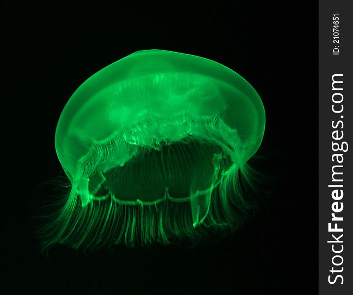 Jellyfish