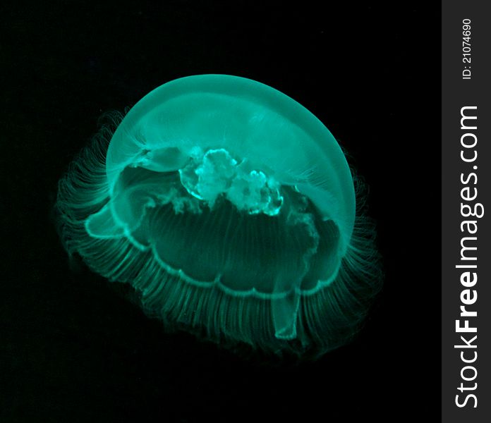 Jellyfish