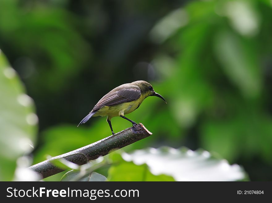 A yellow sunbird pose on a branch