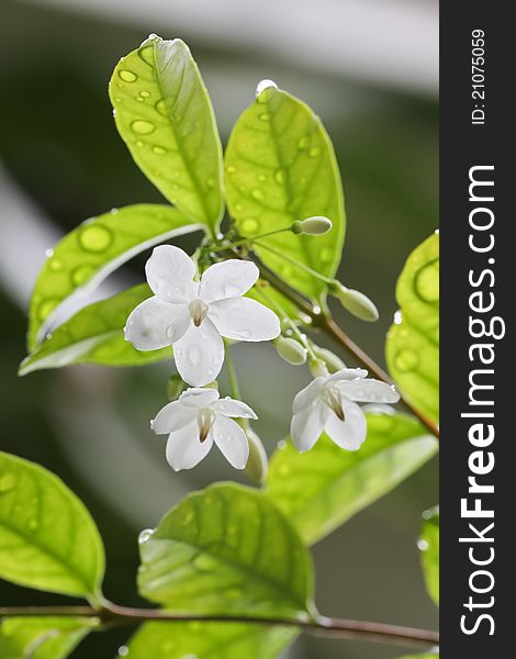 Close Up A Blossom  Jasmine. Up Stock Photo.