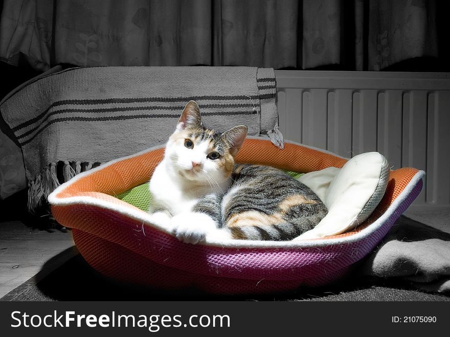A cute house cat resting in its basket looking directly into the camera. A cute house cat resting in its basket looking directly into the camera.
