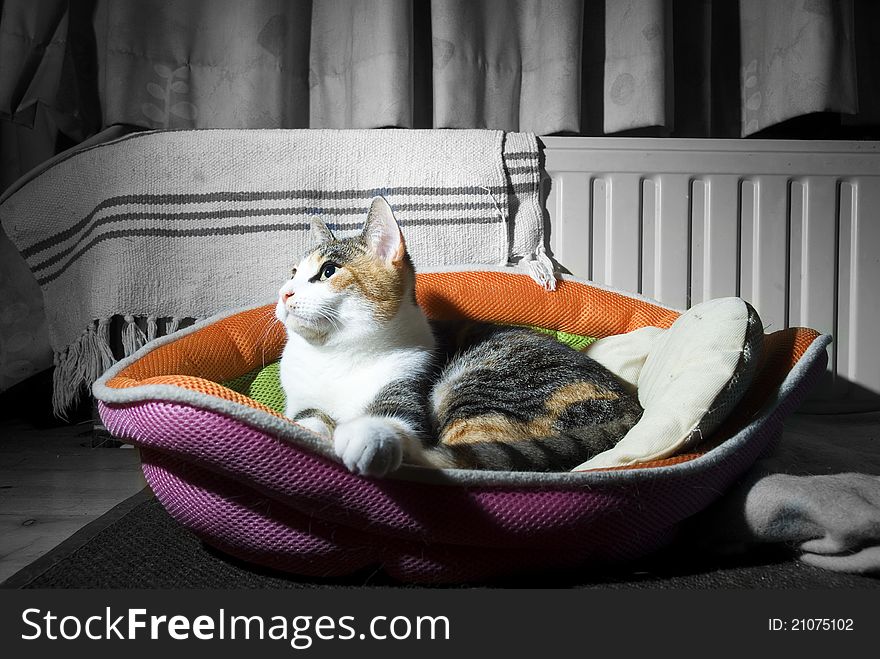 A cute house cat resting in its basket. A cute house cat resting in its basket.