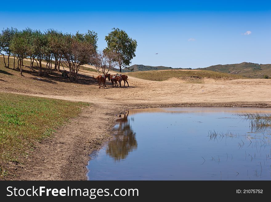 Grassland And Wetland