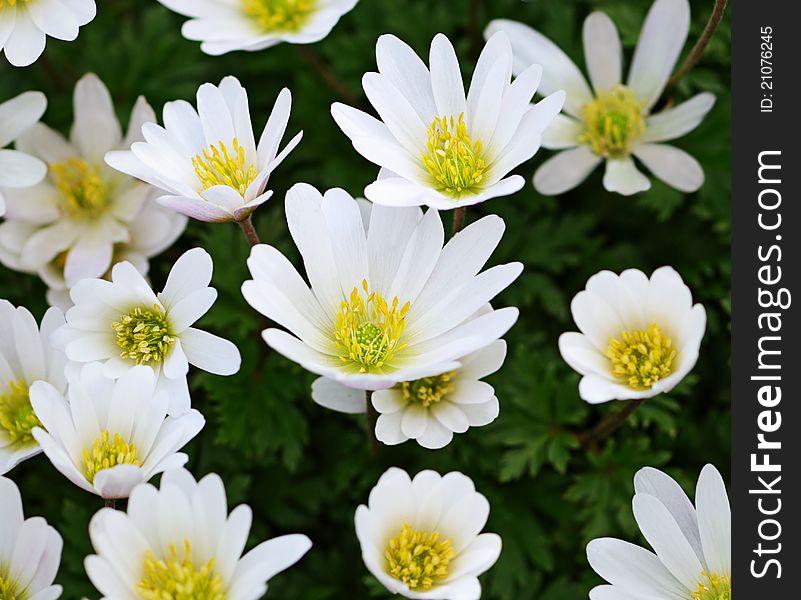 Adonis mongolica outdoor in the park