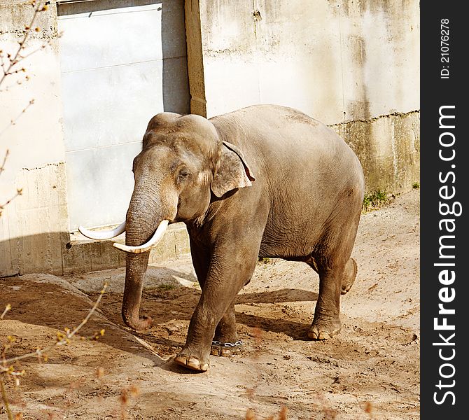 African elephant in the zoo