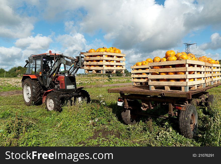 Tractor loading boxes of pumpkins in a trailer. Tractor loading boxes of pumpkins in a trailer