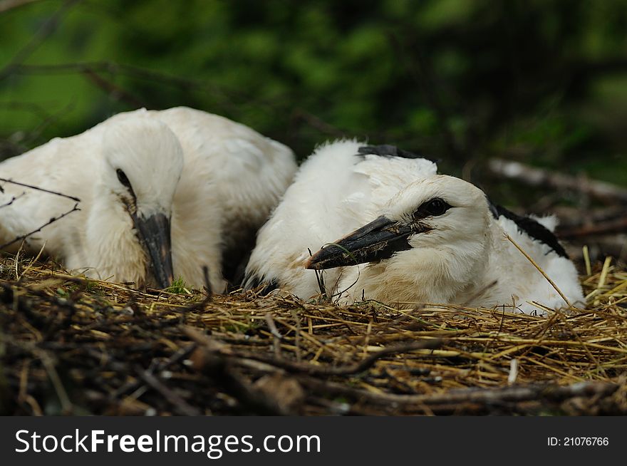 The white stork is a very large bird. This are two babys in ther nest. The white stork is a very large bird. This are two babys in ther nest.