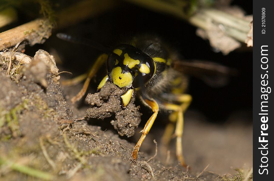 Earthen bee occupied with work - hole construction