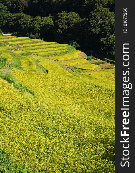 Terraced rice field in japan