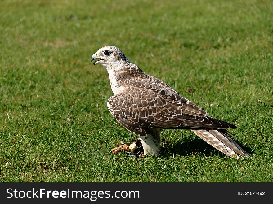 Hawk to the ground between his legs with a prey