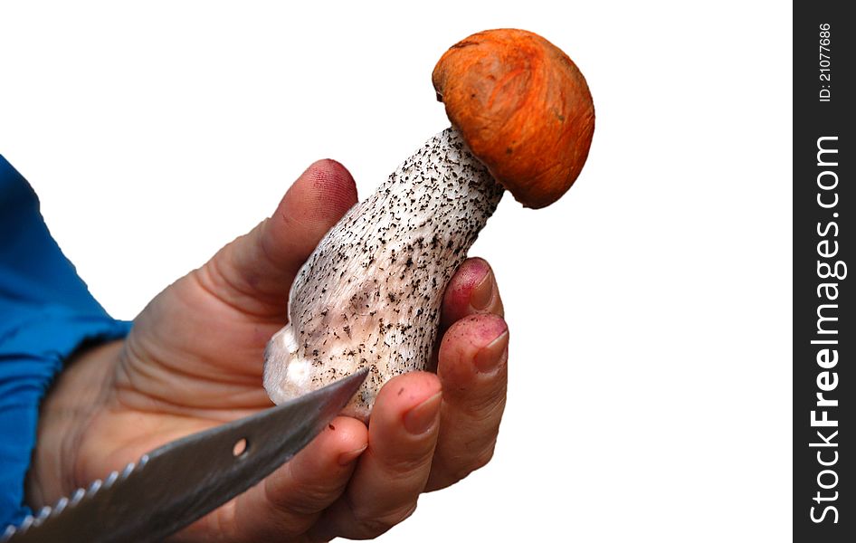 Mushroom in autumn with knife and hands. Mushroom in autumn with knife and hands