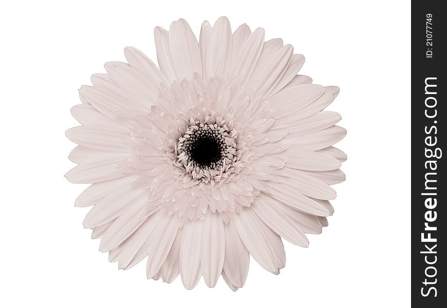 The infrared gerbera isolate on white
