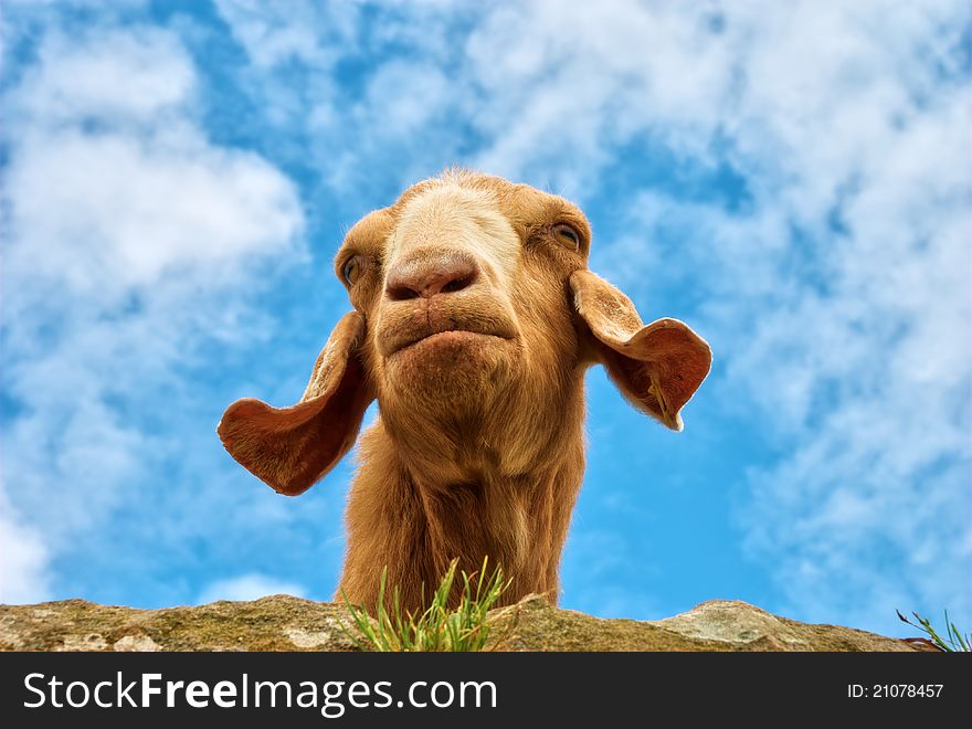 A humorous portrait of a brown goat looking over a wall. A humorous portrait of a brown goat looking over a wall