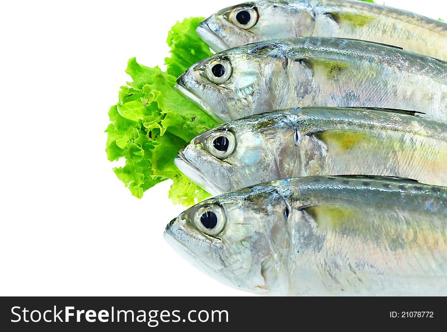 Fresh Mackerel Fish