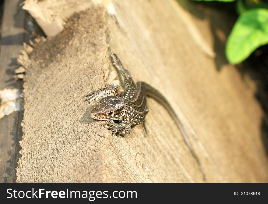 A small gray lizard on a wooden structure. A small gray lizard on a wooden structure.