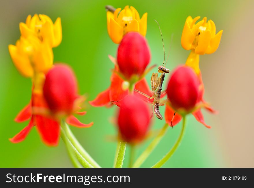 Small mantis between flower