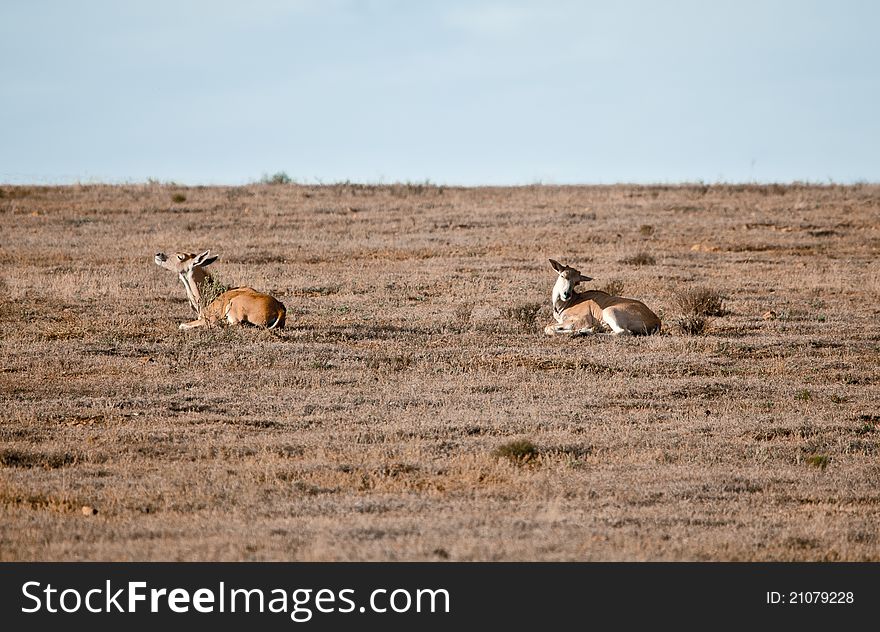 Couple wild antelopes in South Africa