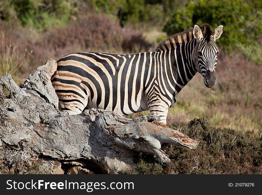 Wild zebra near the stone in South Africa