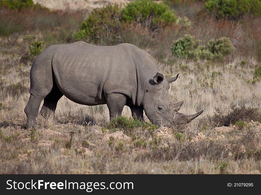 Wild a big rhino in South Africa