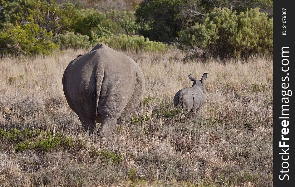 The cub of rhino with mom. The cub of rhino with mom