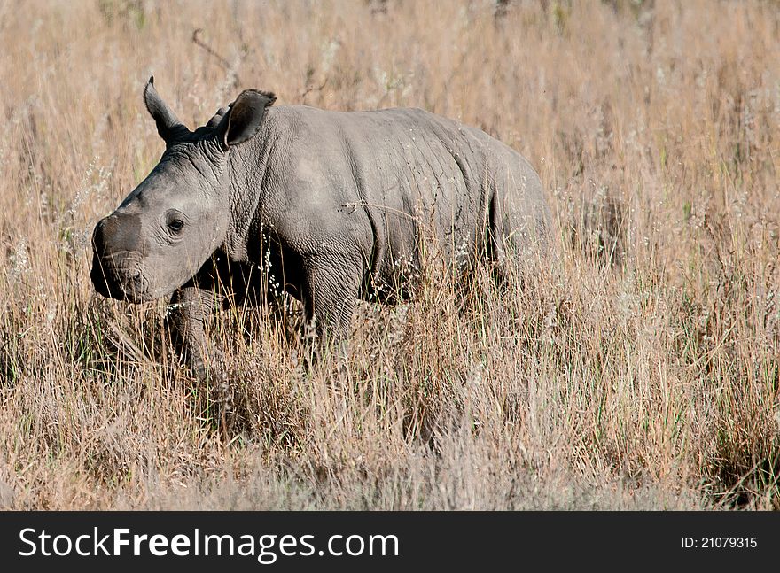 The cub of rhino in South Africa