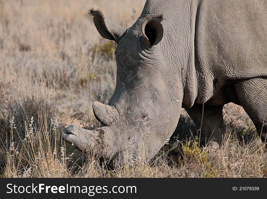 Wild a big rhino in South Africa