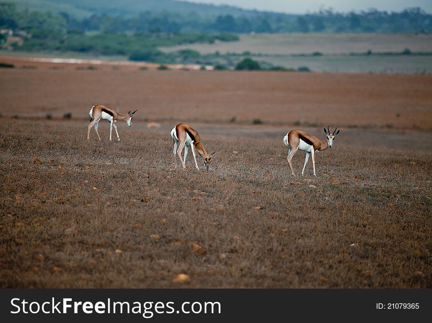 Three little wild antelopes in South Africa