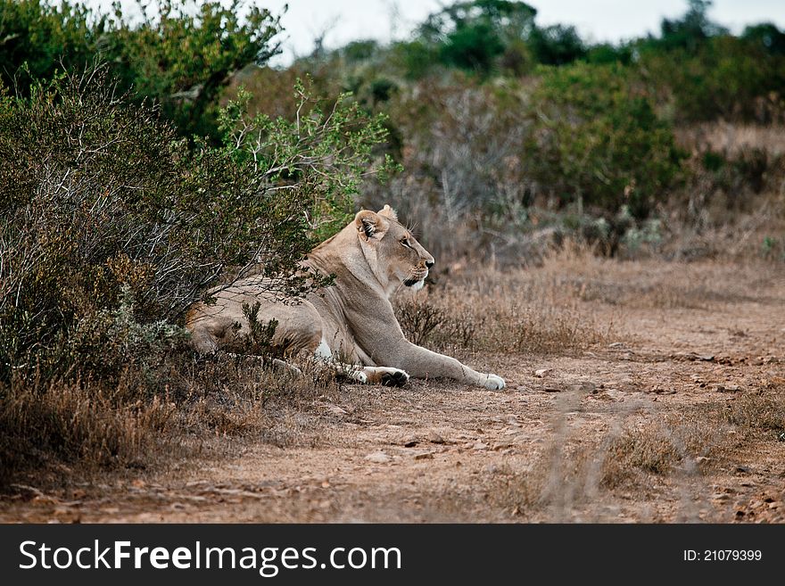 Wild lioness in South Africa