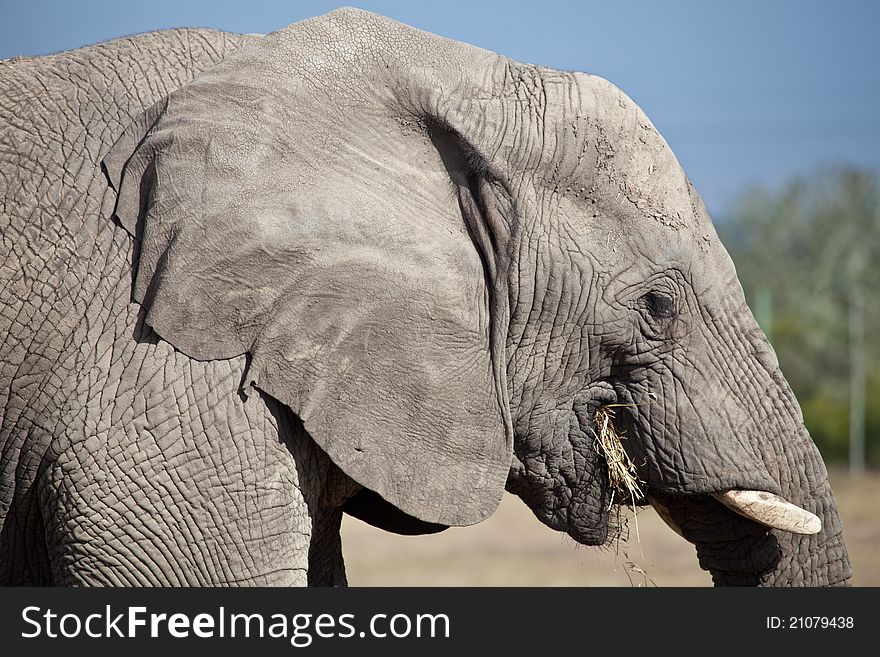 Big elephant with feed in South Africa