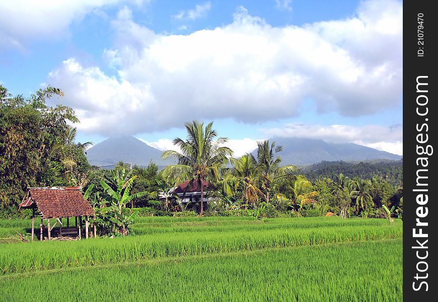 Green rice fields in northern Bali, Indonesia