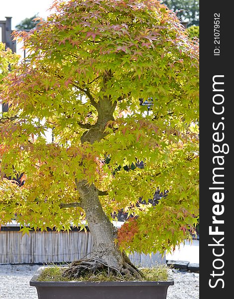 Old bonsai tree in a garden