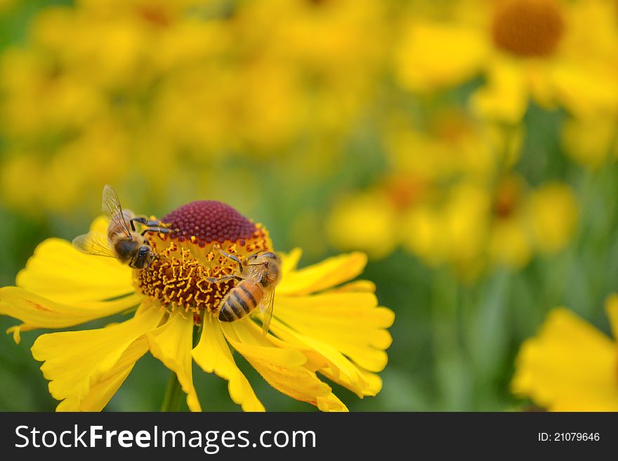 Yellow flower and and two bees. Yellow flower and and two bees