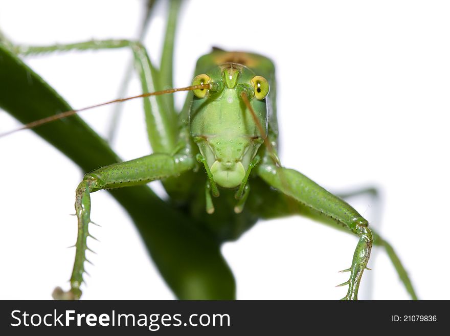 The big green grasshopper sitting on a blade