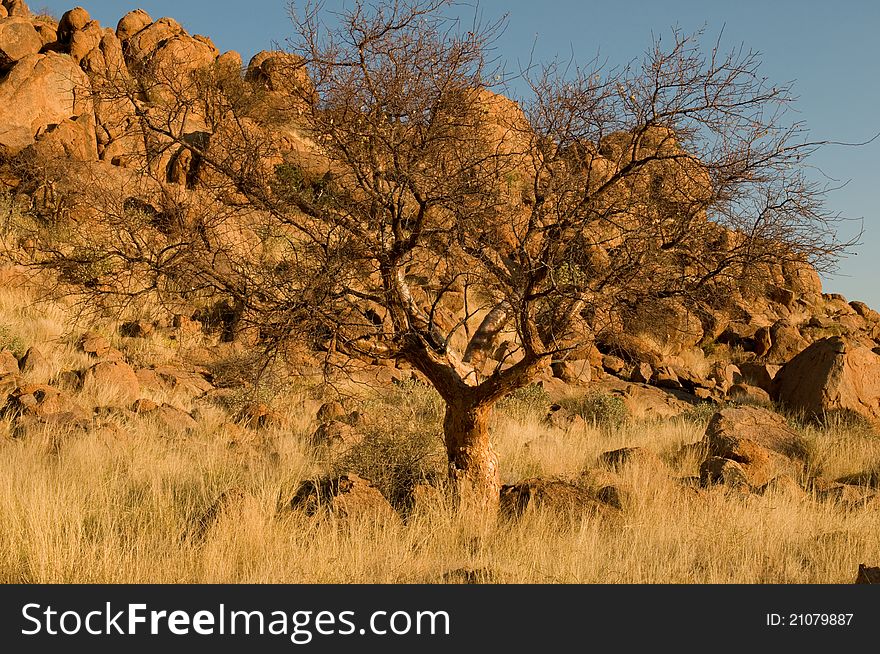 Winter landscape with tree and rocks photographed in Namibia at sunset. Winter landscape with tree and rocks photographed in Namibia at sunset