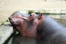 Hippopotamus Royalty Free Stock Photography Hippopotamus Royalty Free Stock Photography