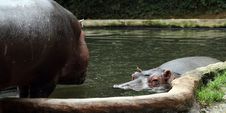 Hippopotamus Stock Photos Hippopotamus Stock Photos