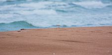 Ringed Plover Stock Images Ringed Plover Stock Images