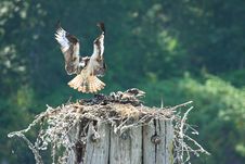 Osprey Nest Landing Royalty Free Stock Photography Osprey Nest Landing Royalty Free Stock Photography
